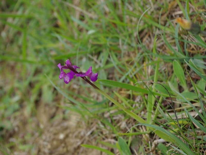 Orchidées à Auros