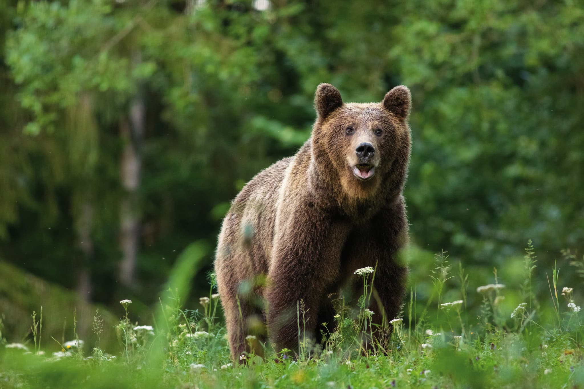 Ours brun