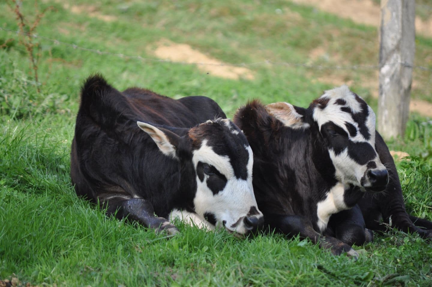 parc_animalier_etxola_animaux