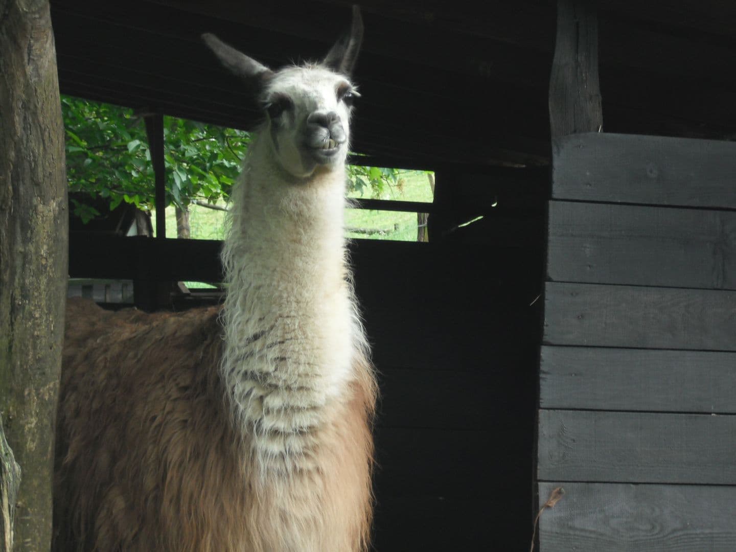 parc_animalier_etxola_lama