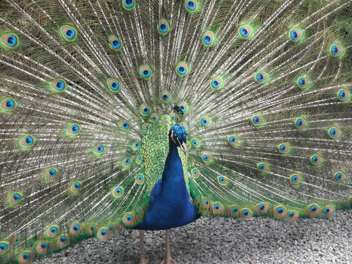parc_animalier_etxola_paon