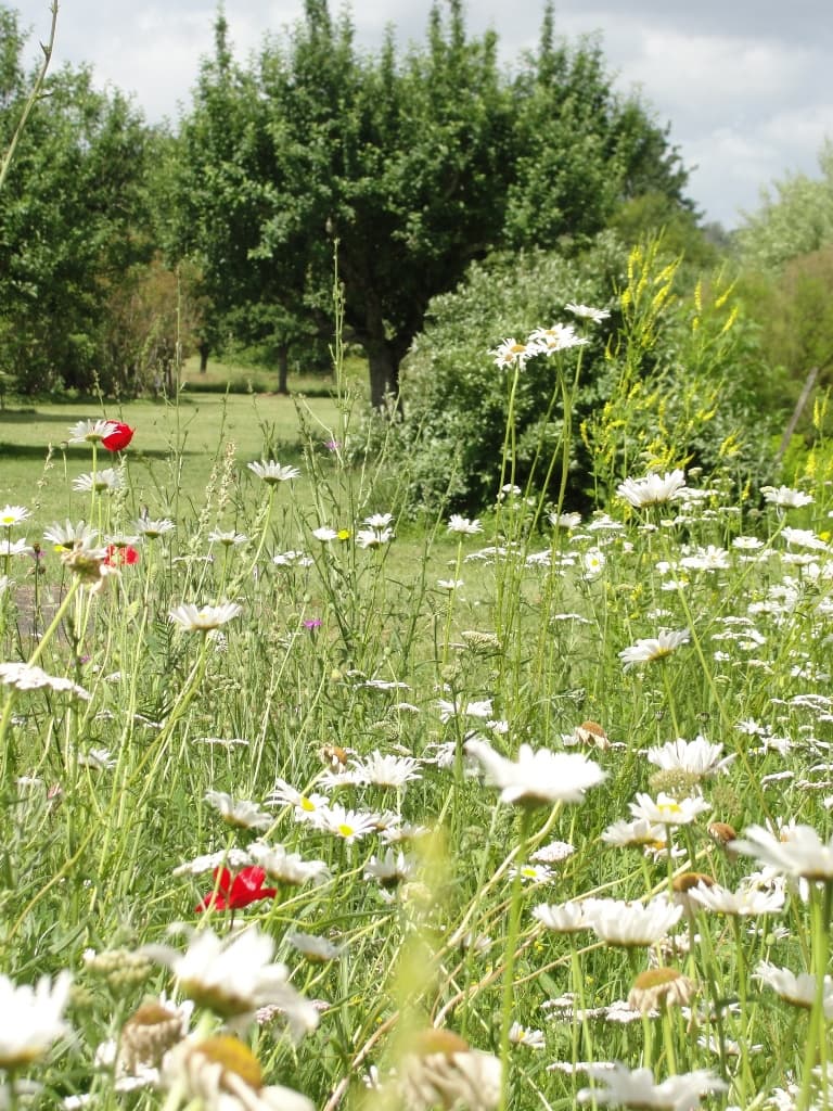 parc botanique Neuvic marguerites
