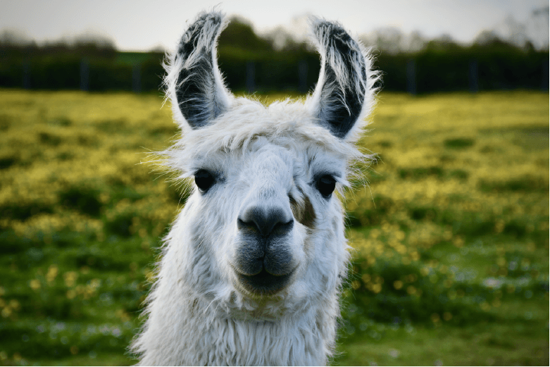 Nectar, lama du Territoire des Lamas & Alpagas au Parc