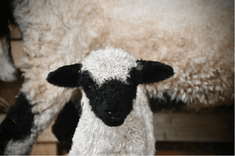 Thalès, bébé Nez noirs du Valais