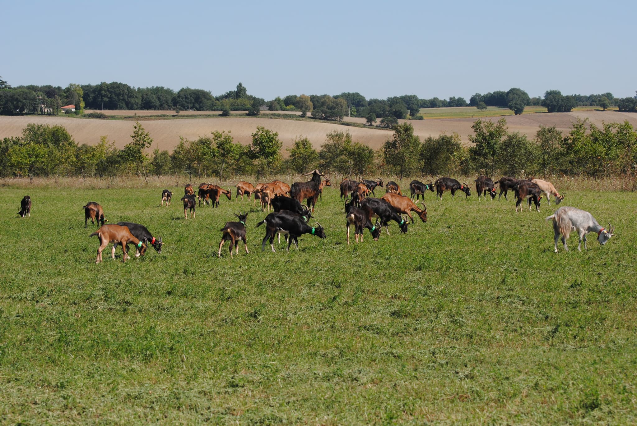 pature d'été