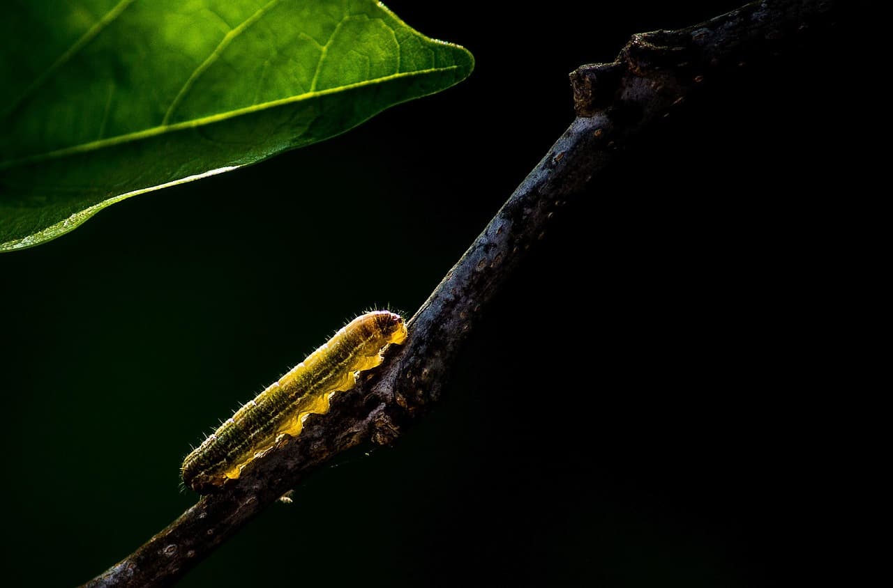 pavanprasad_ind-insect