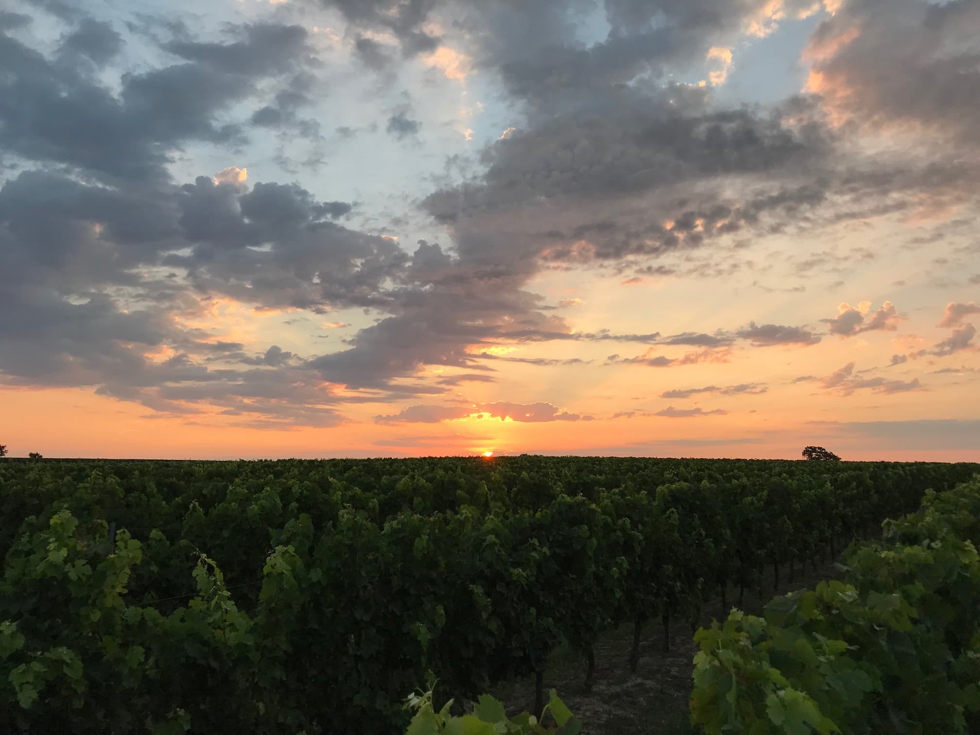 paysage vigne