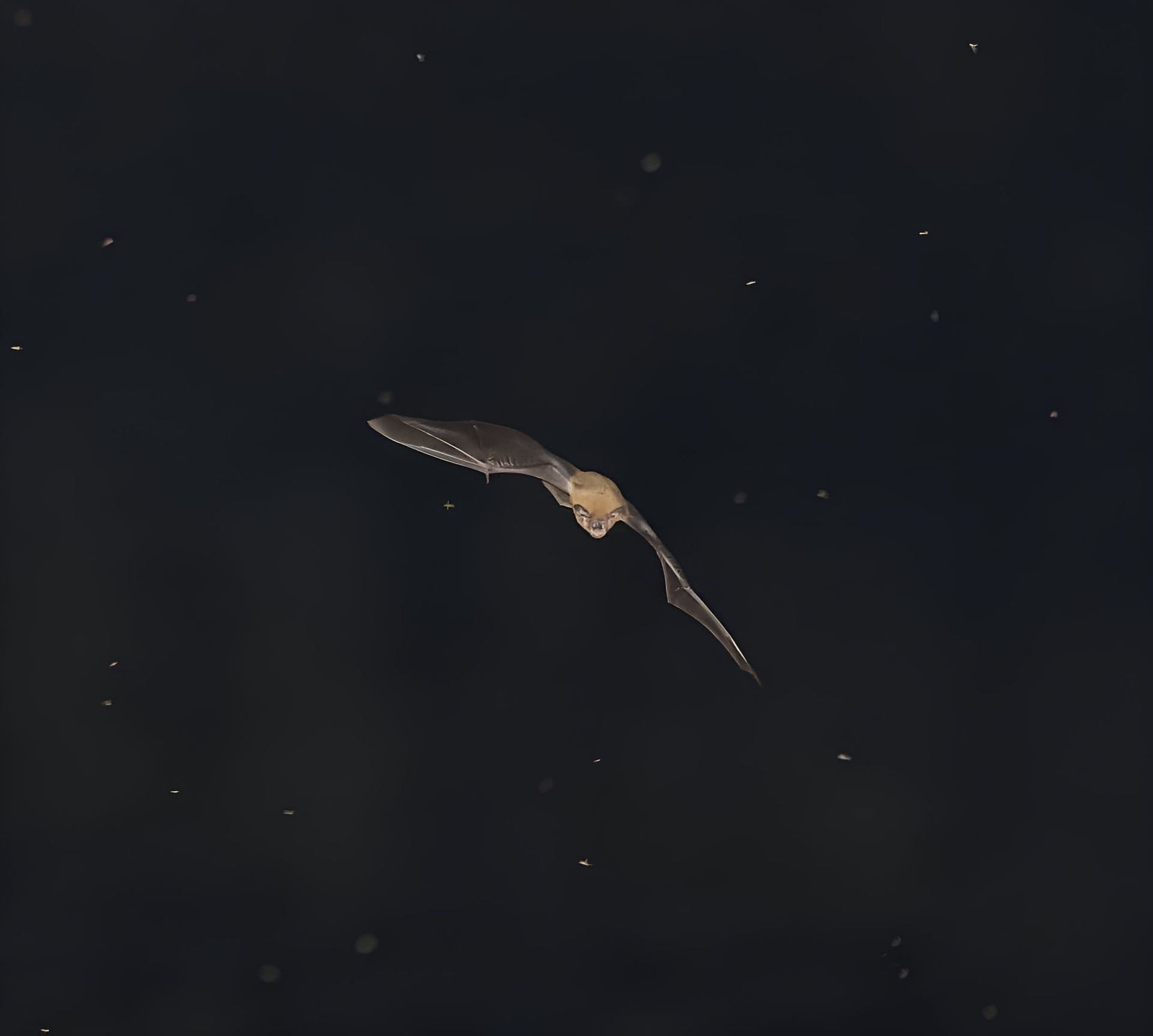 Chauve-Souris