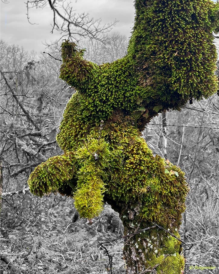 photo-caniche-arbre
