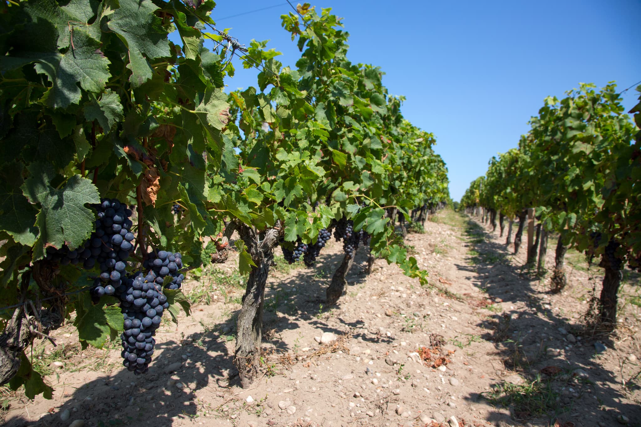 Rang de vignes