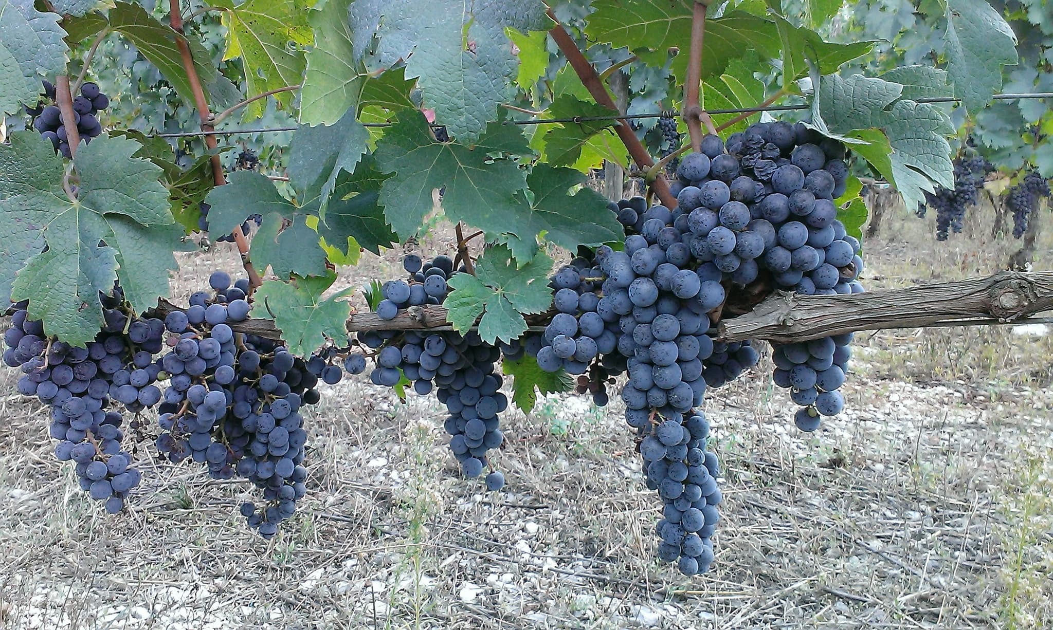 Raisin_2