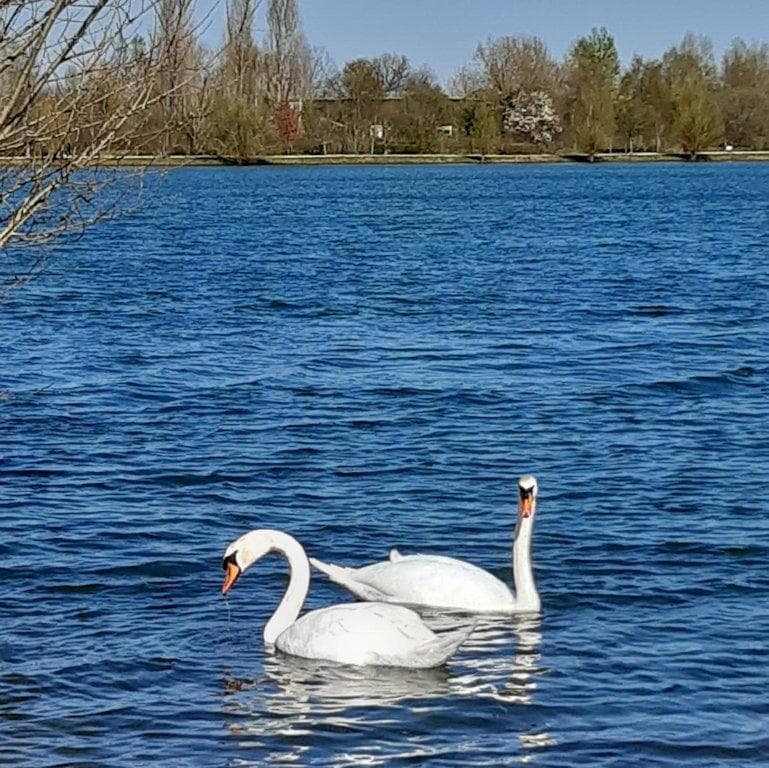 Gîte Cygne et Nature