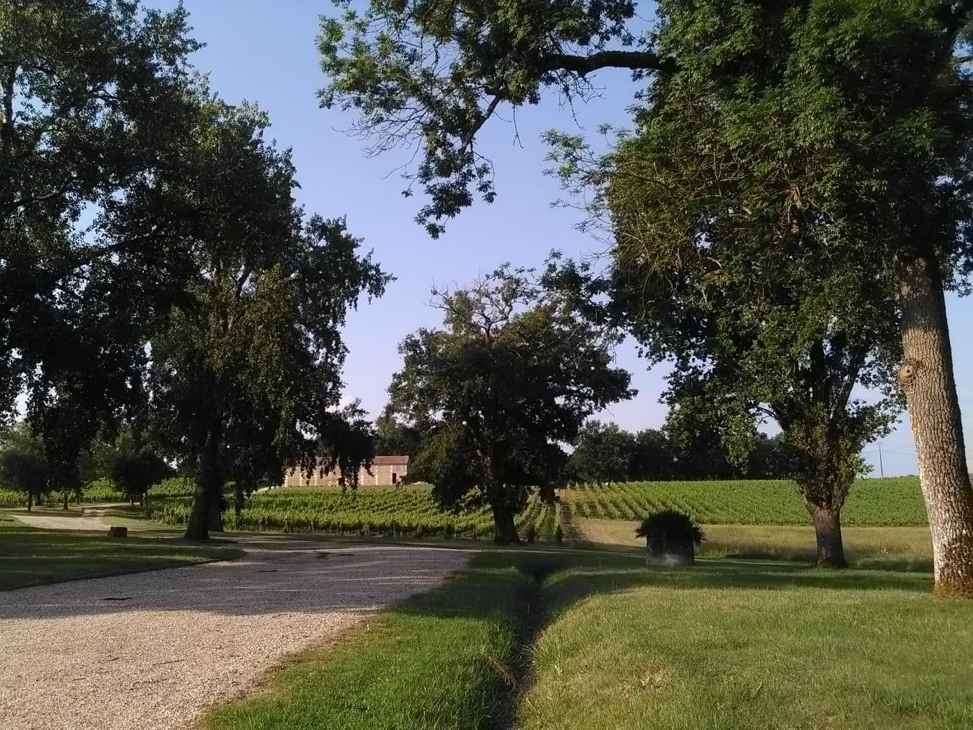 Château Malfard - Semillon
