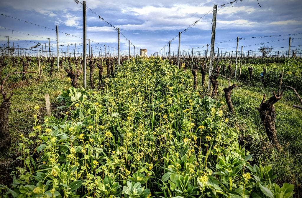 photos_hopwine_vigne_domaine de Combet