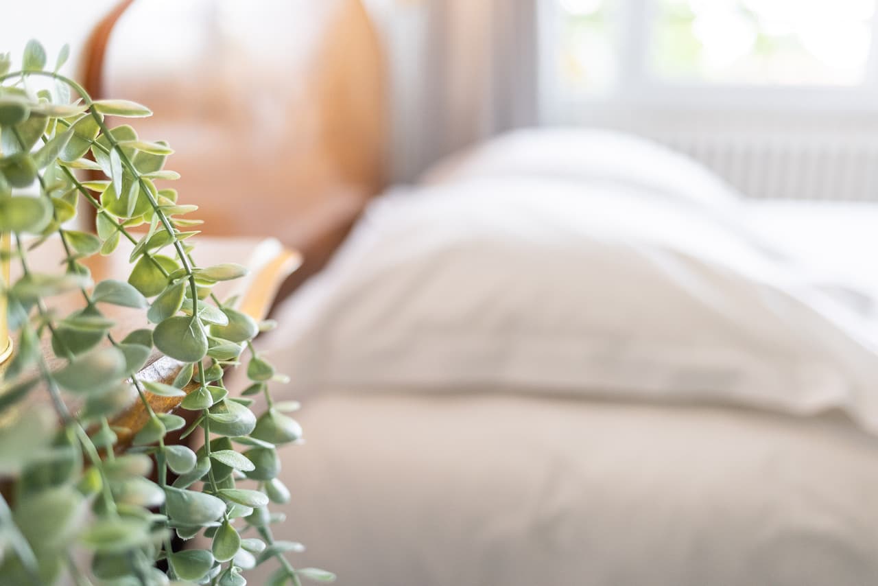 Hôtel & Bistrot Fine - plante-chambre