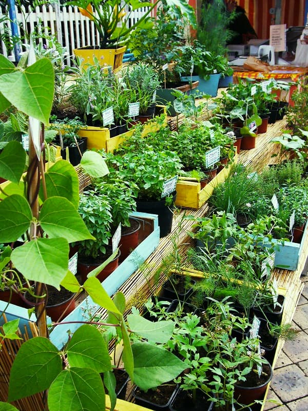 Plantes
