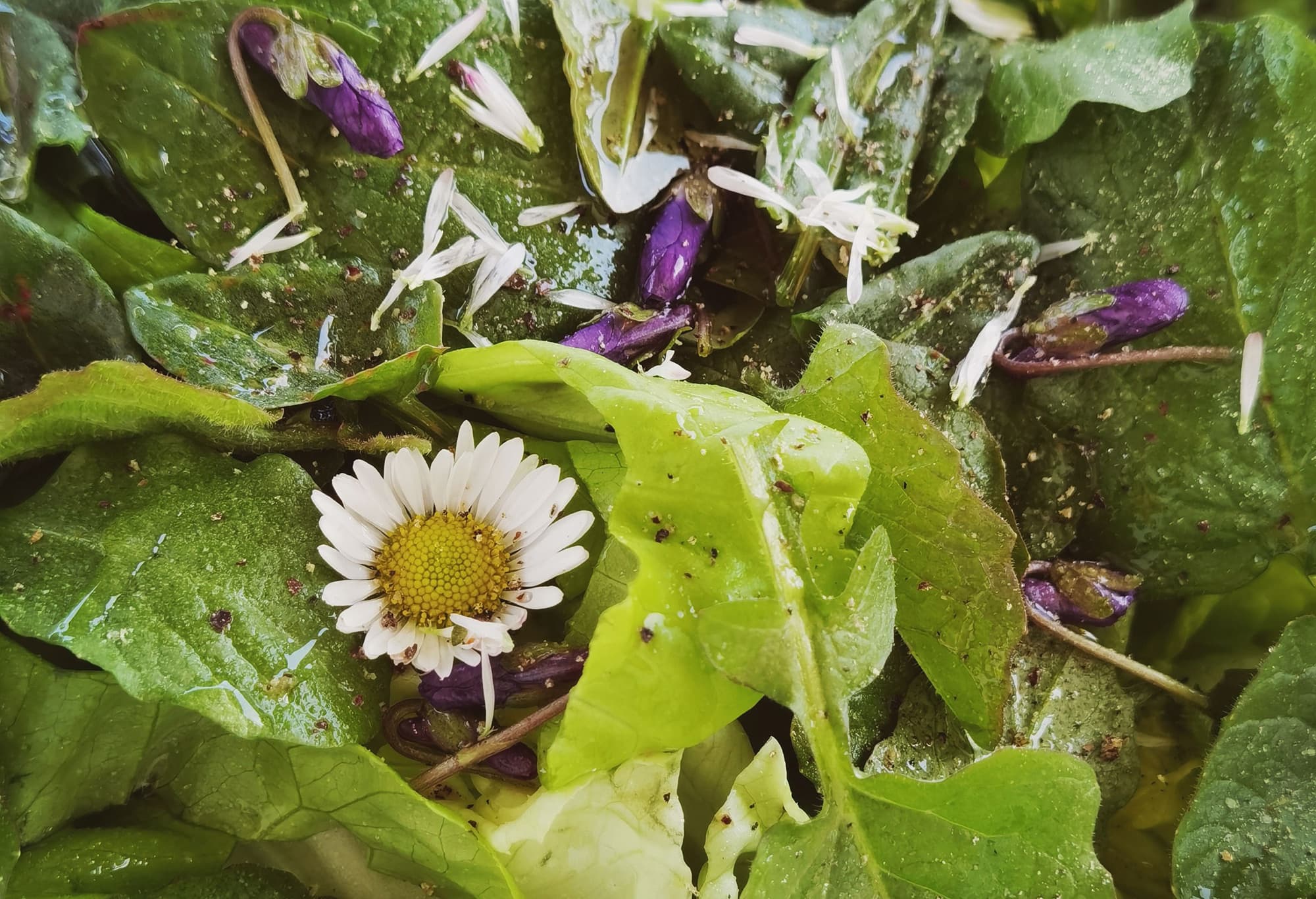 Balade plantes sauvages comestibles et médicinales