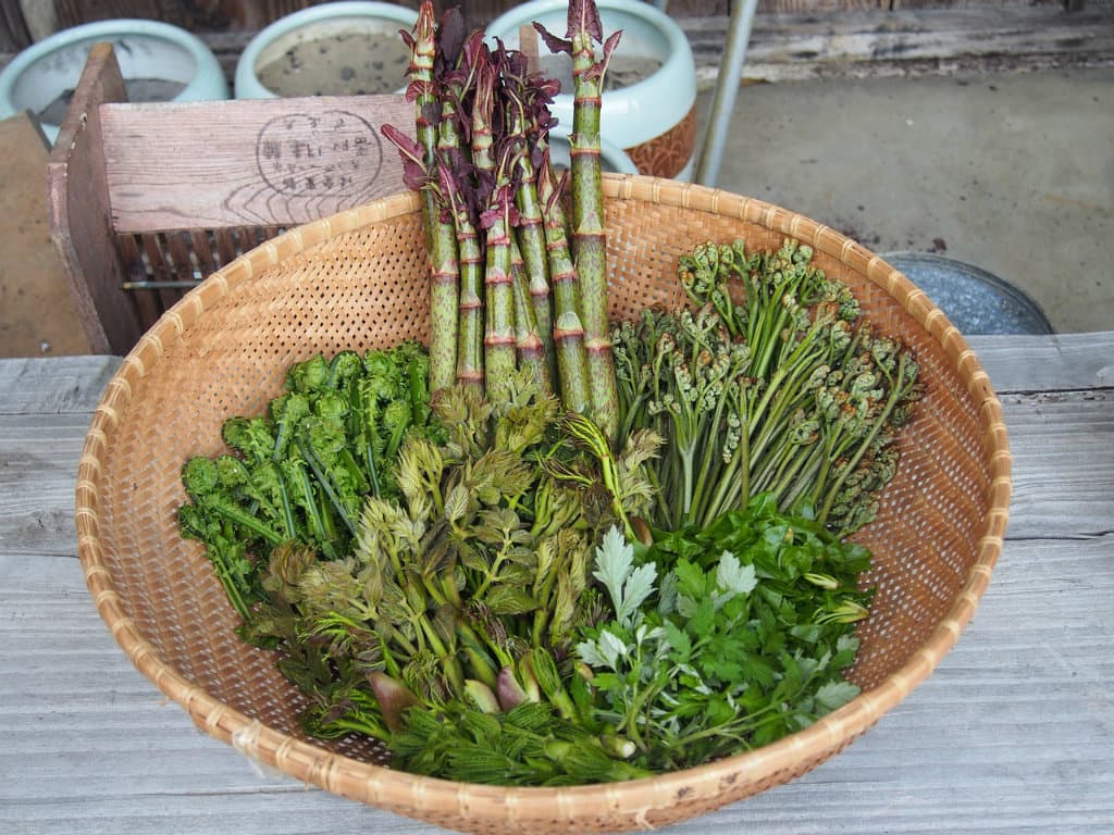 plantes sauvages comestibles