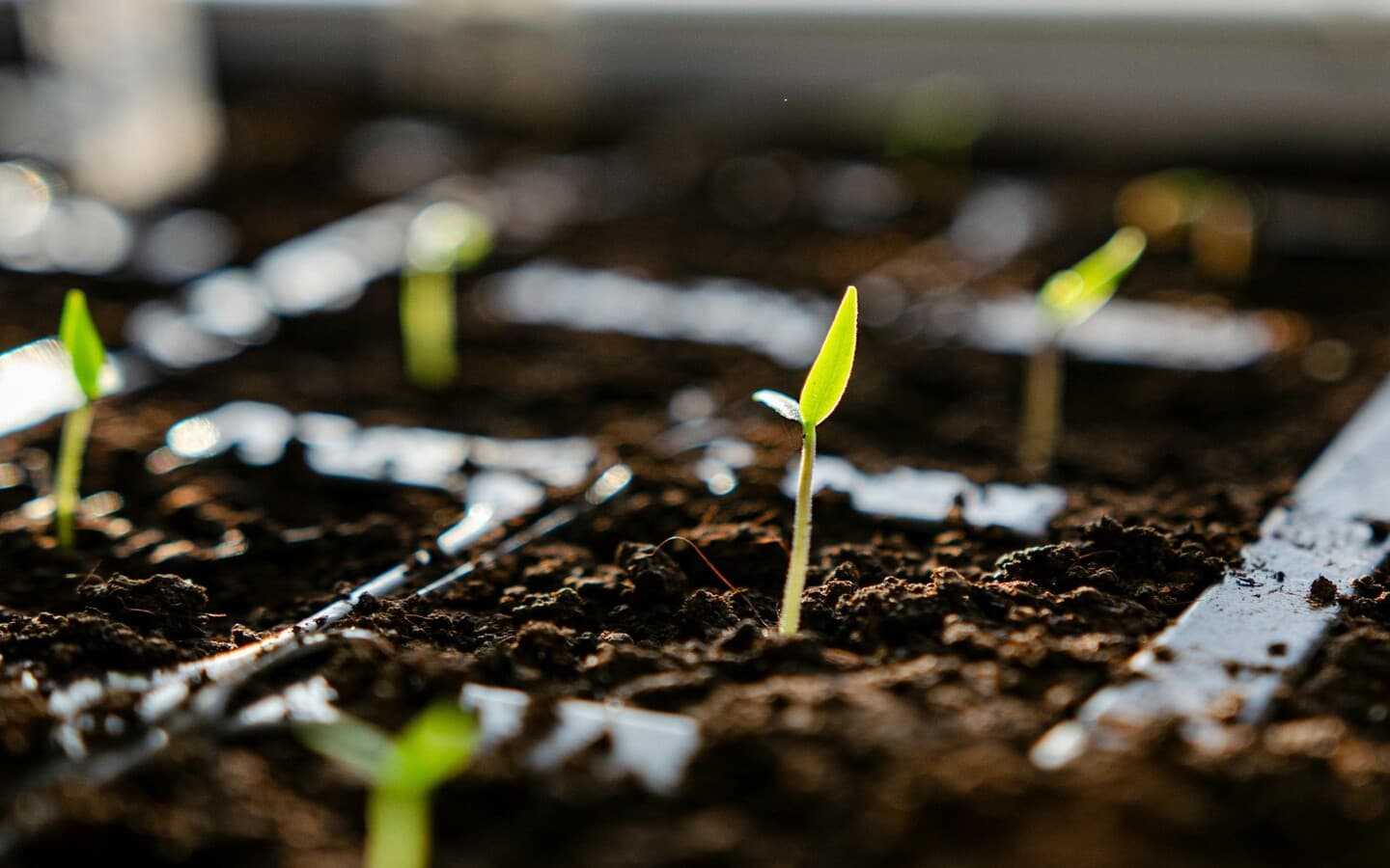 plants piment - Ferme Salaberry