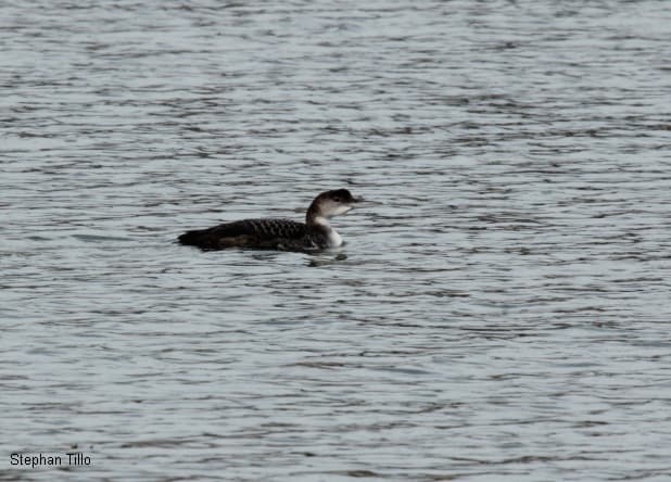 Le plongeon imbrin est régulièrement observé lors des froids hivers