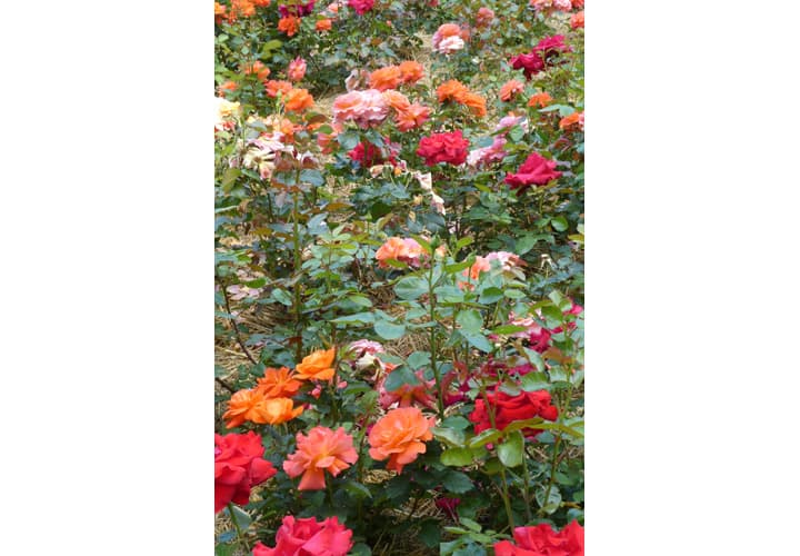 Parc Floral - La Roseraie_9