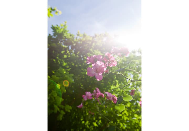 Parc Floral - La Roseraie_10