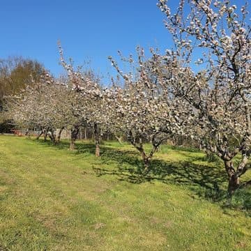 pommiers en fleurs