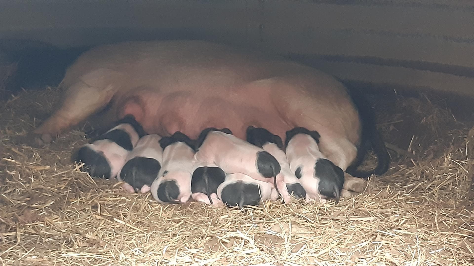 porc cul noir 2