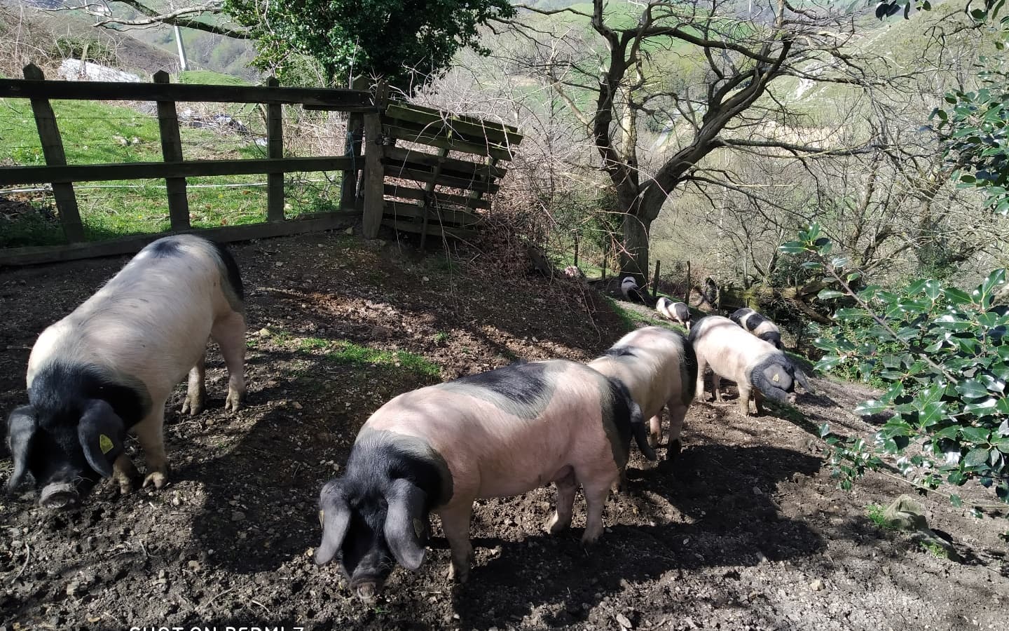 Porc Kintoa