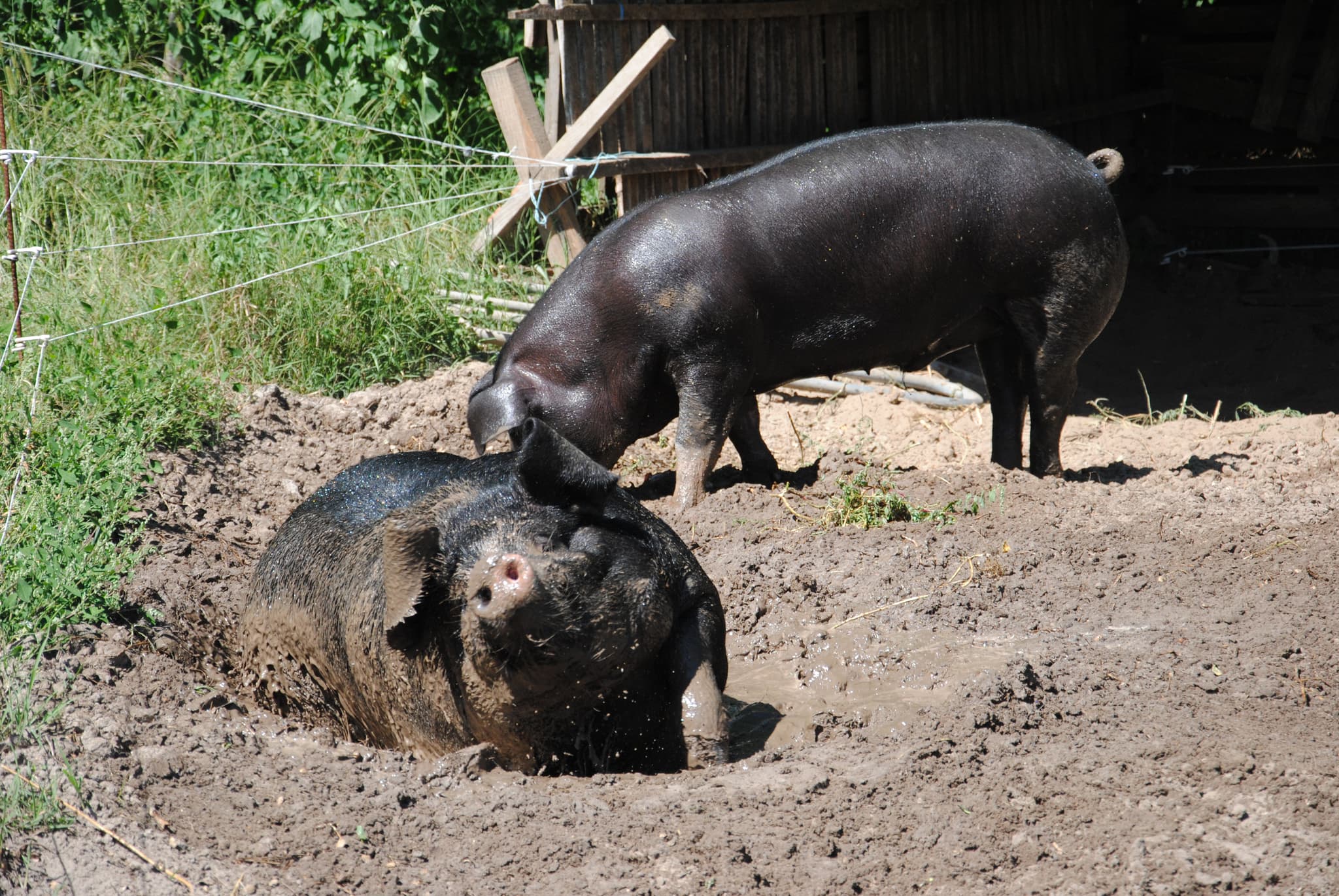 porcs gascons