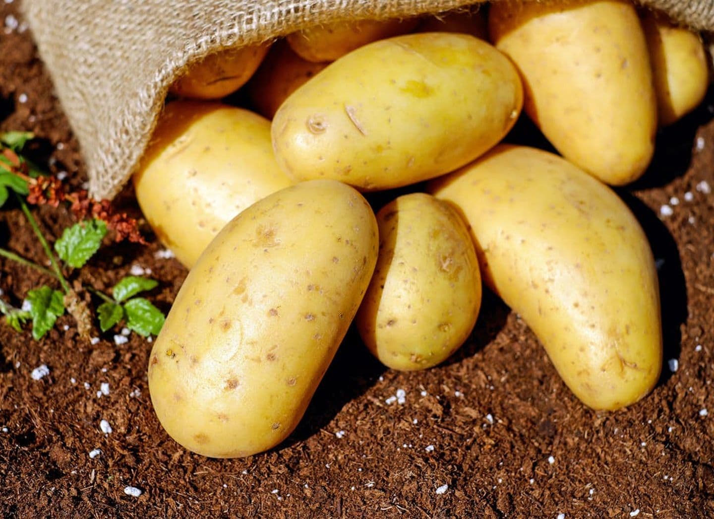 potatoes-vegetables-erdfrucht-bio-144248