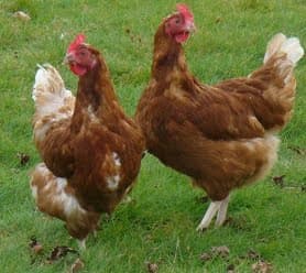 poules
