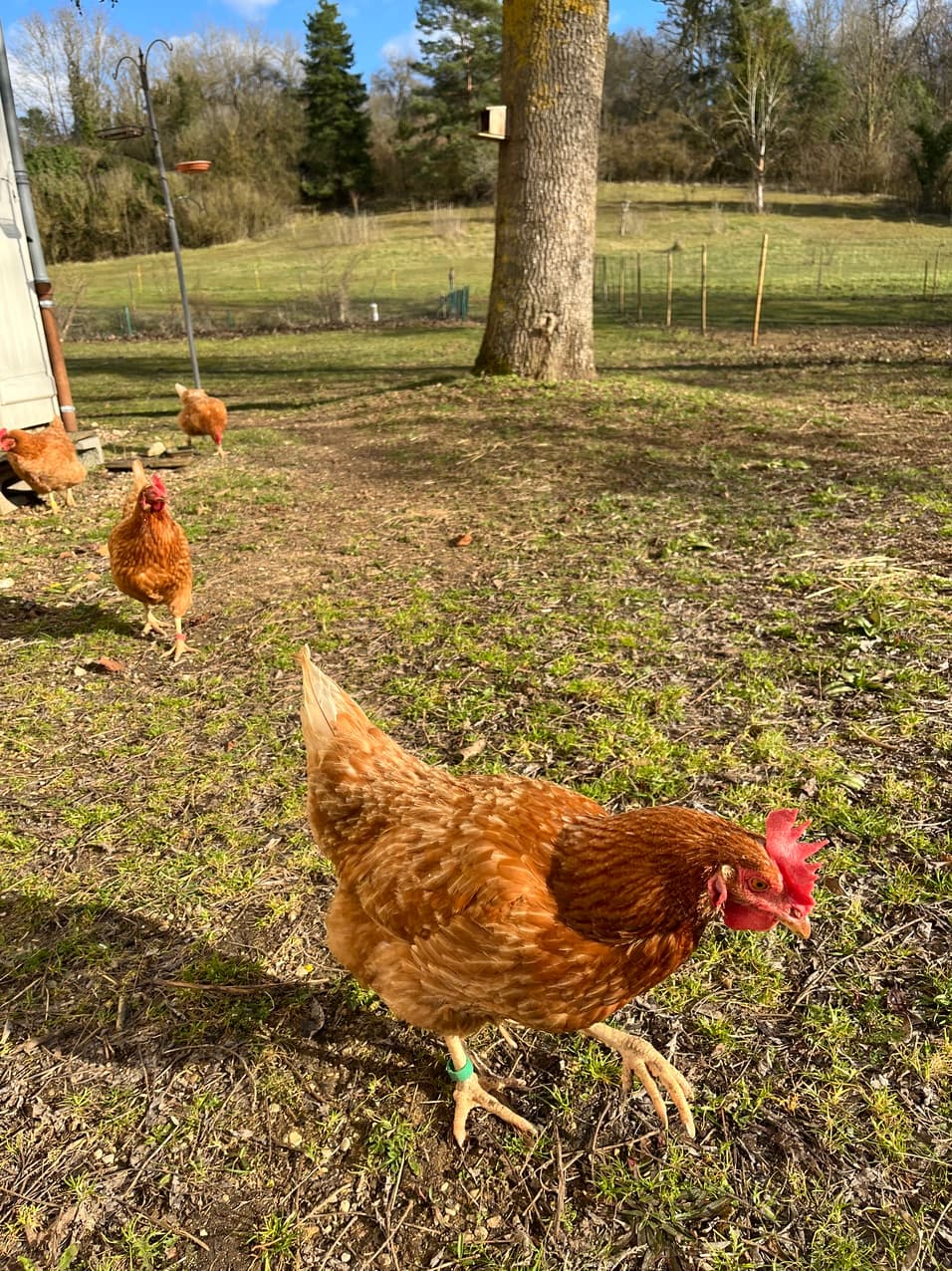 poules