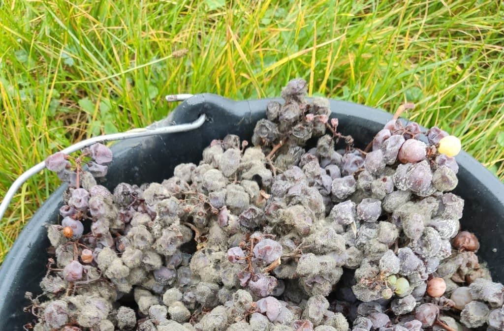 pourriture noble_Domaine de Combet