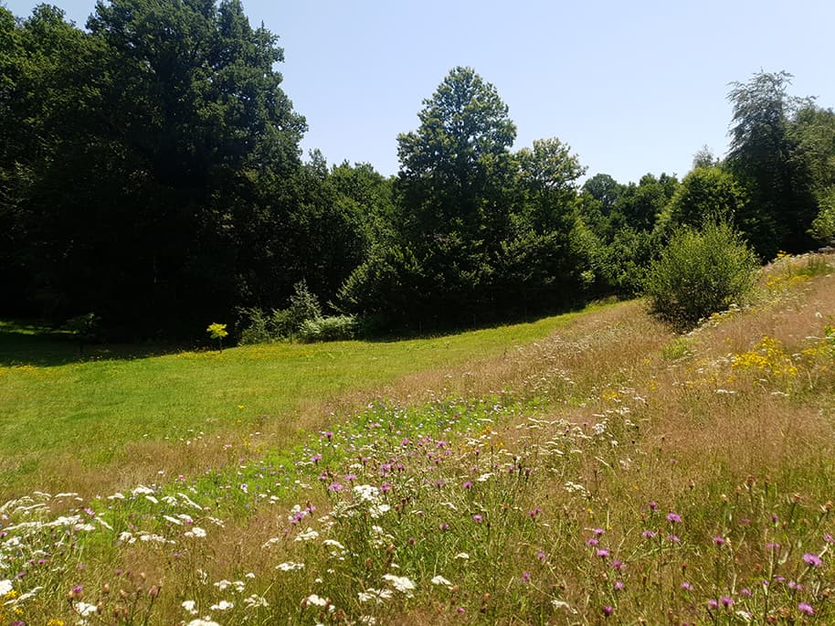 prairiedabelia