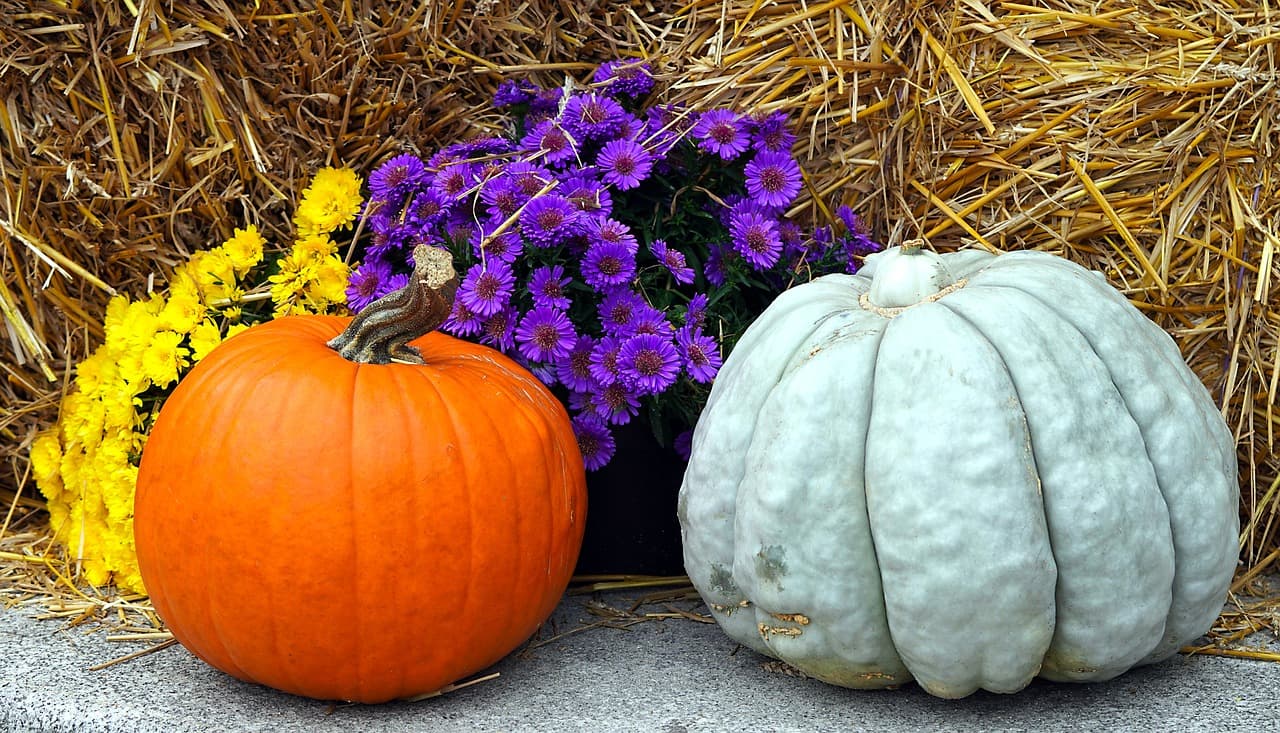 pumpkin-6667919_1280