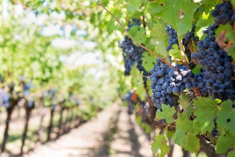 purple-grapes-553462__340