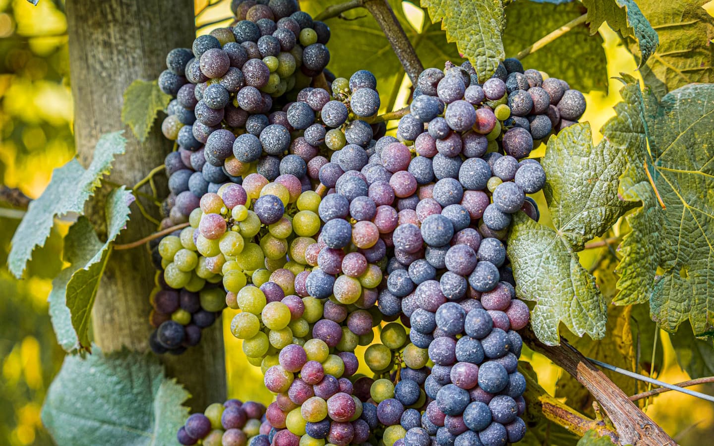 Grappe raisin