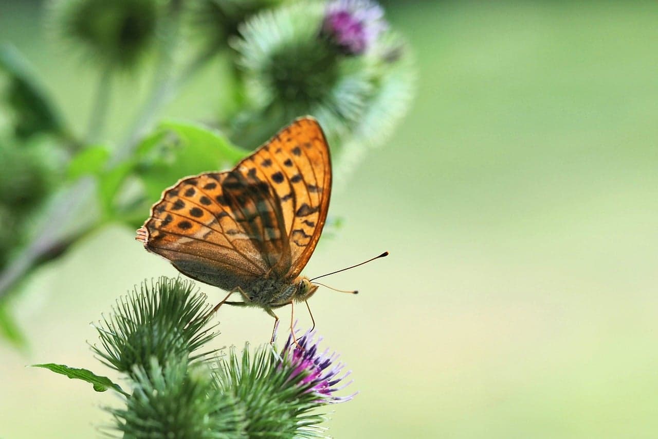 ralf1403-butterfly