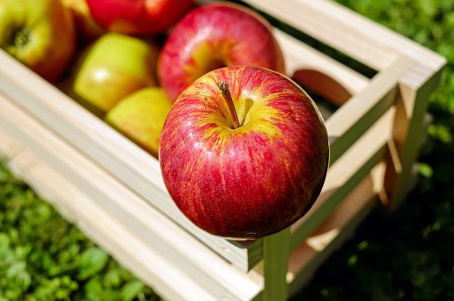 récolte de pommes