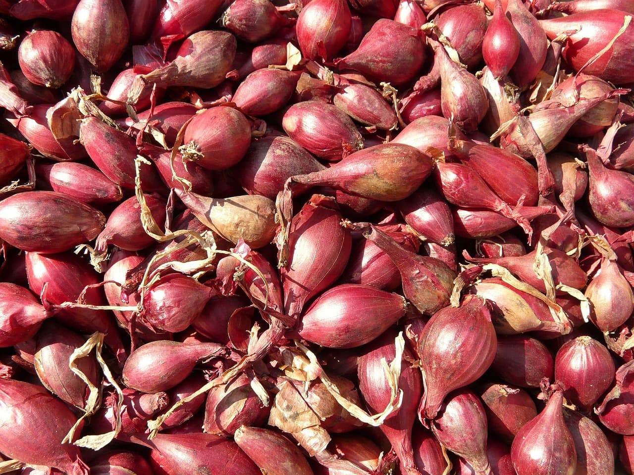 red-shallots-5768_1280