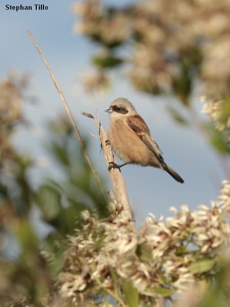 La belle rémiz hiverne dans les roselières