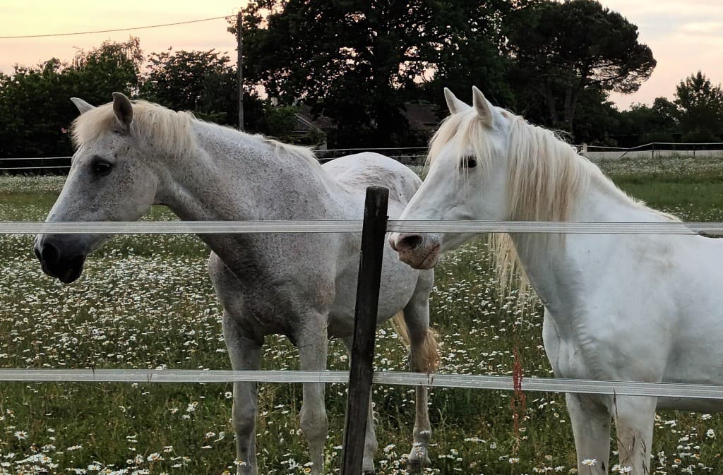 remotely.chevaux