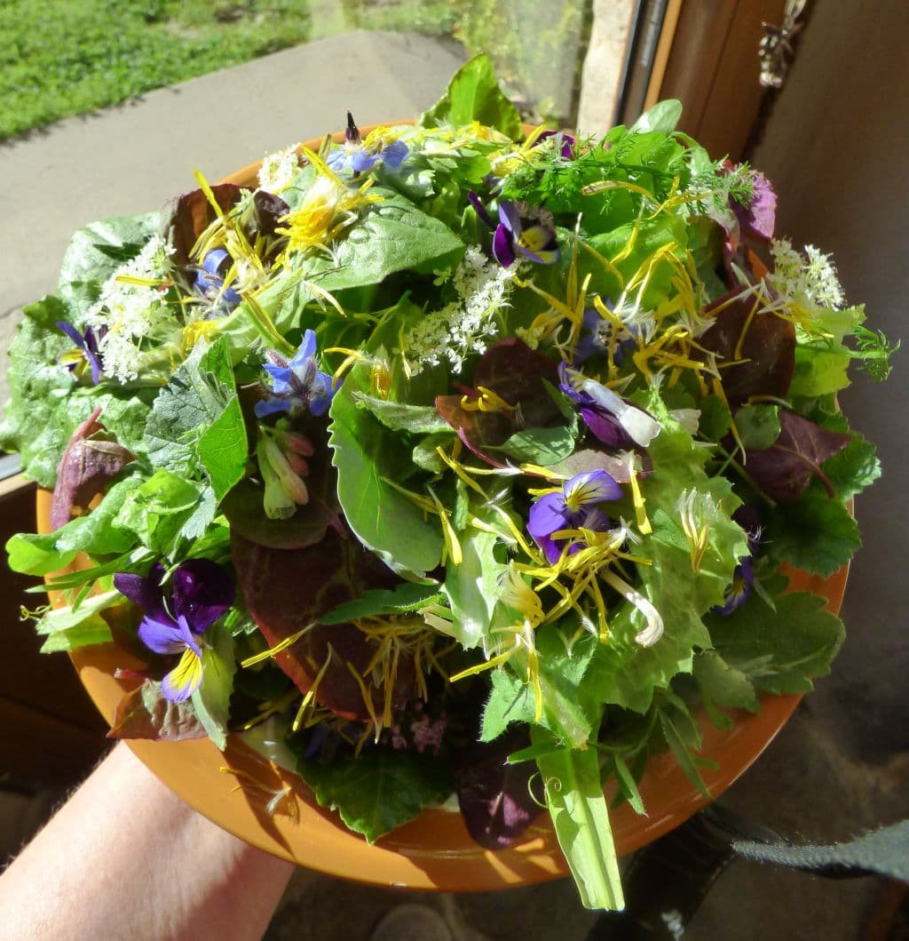 Une assiette pleine de vitalité