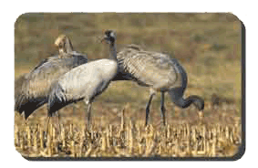 réserve2grues