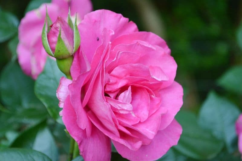 rose