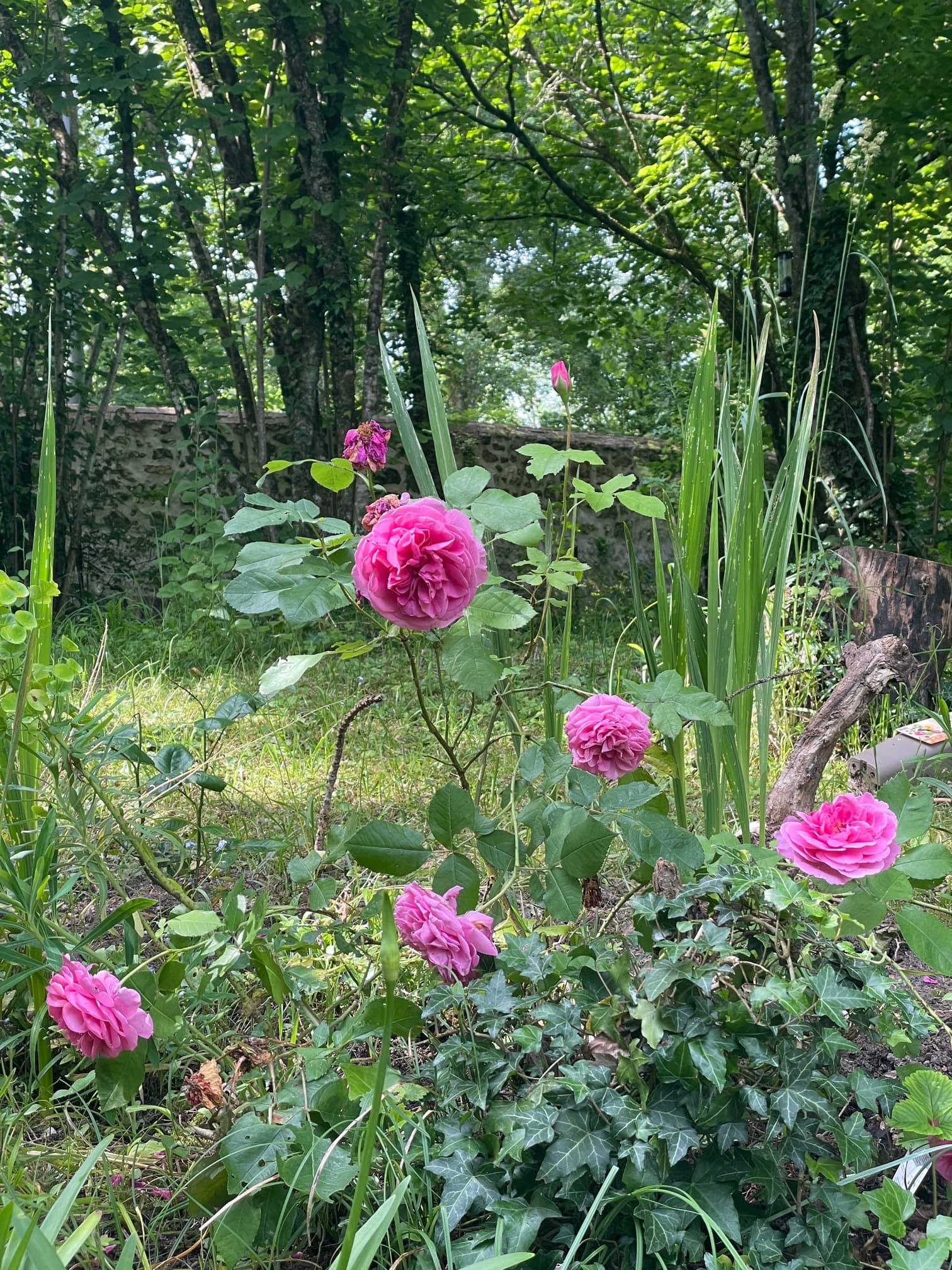 roses 3