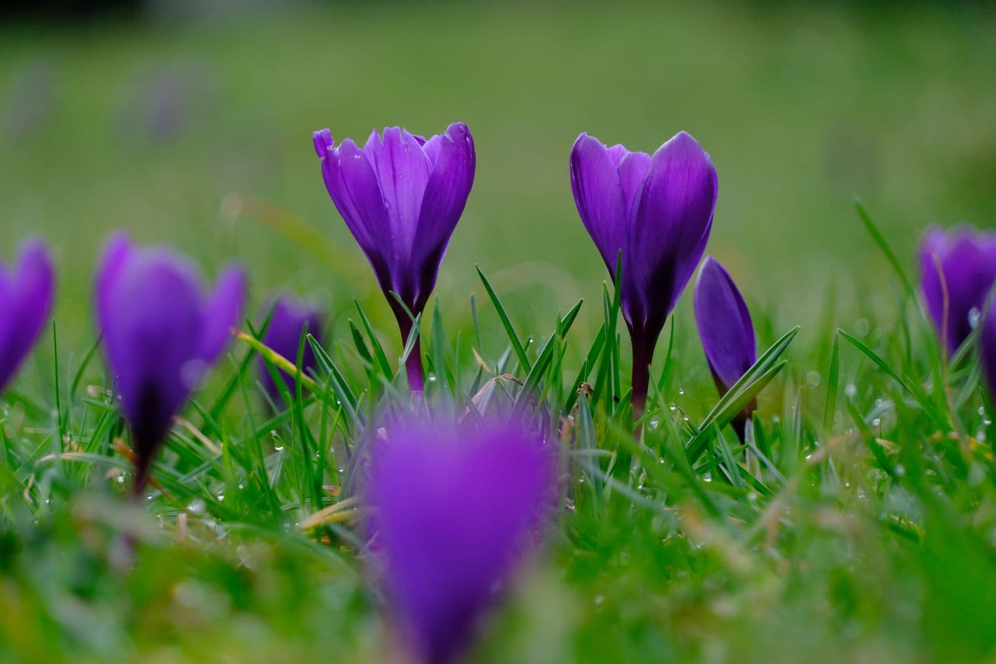 safran crédit Pixabay NatureRelax