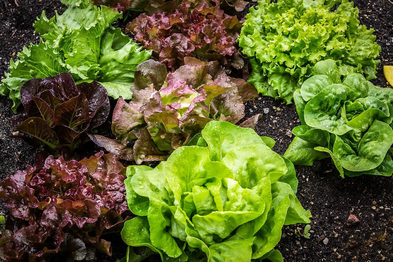 salade