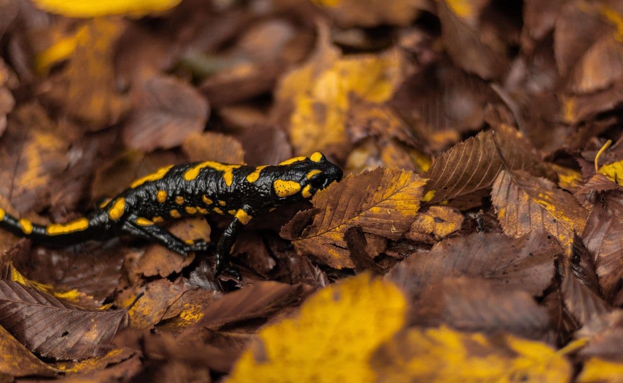 salamandre